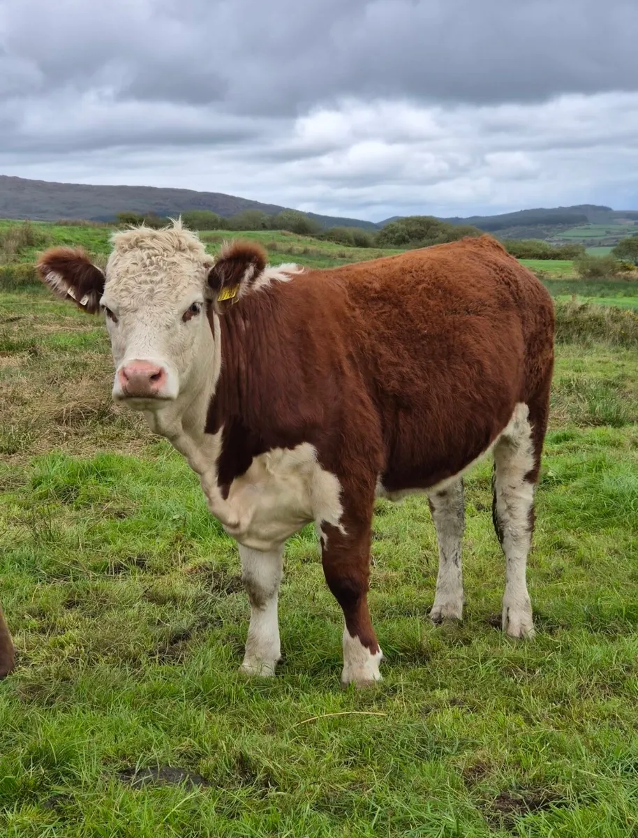 Pedigree Hereford Heifers - Image 2
