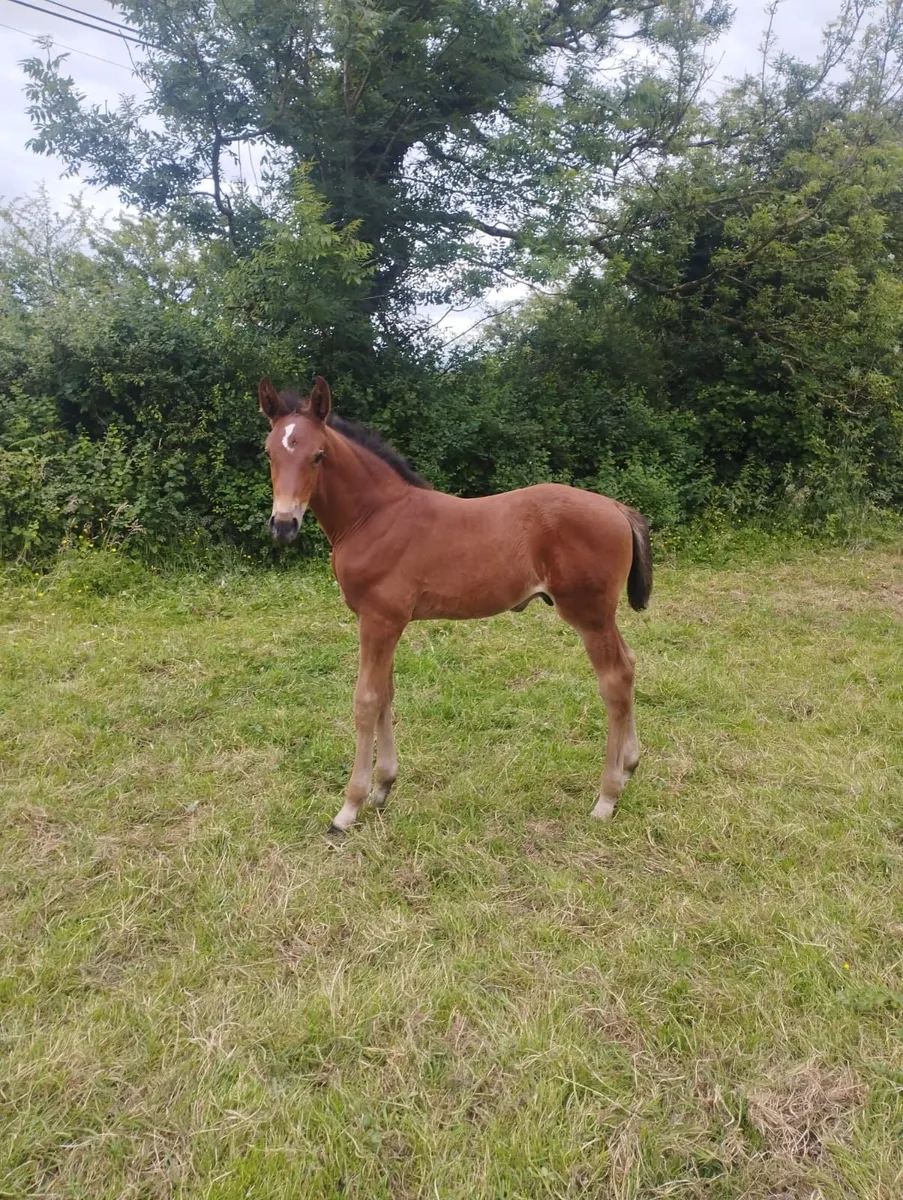 Verbier de Muze colt - Image 2