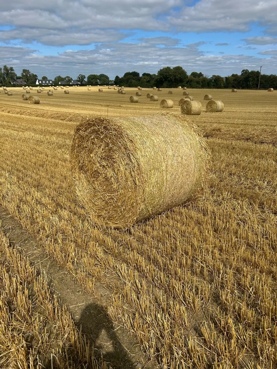Spring Barley Straw