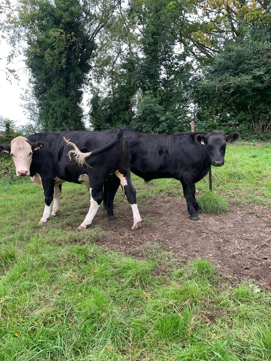 Bullocks - Image 1