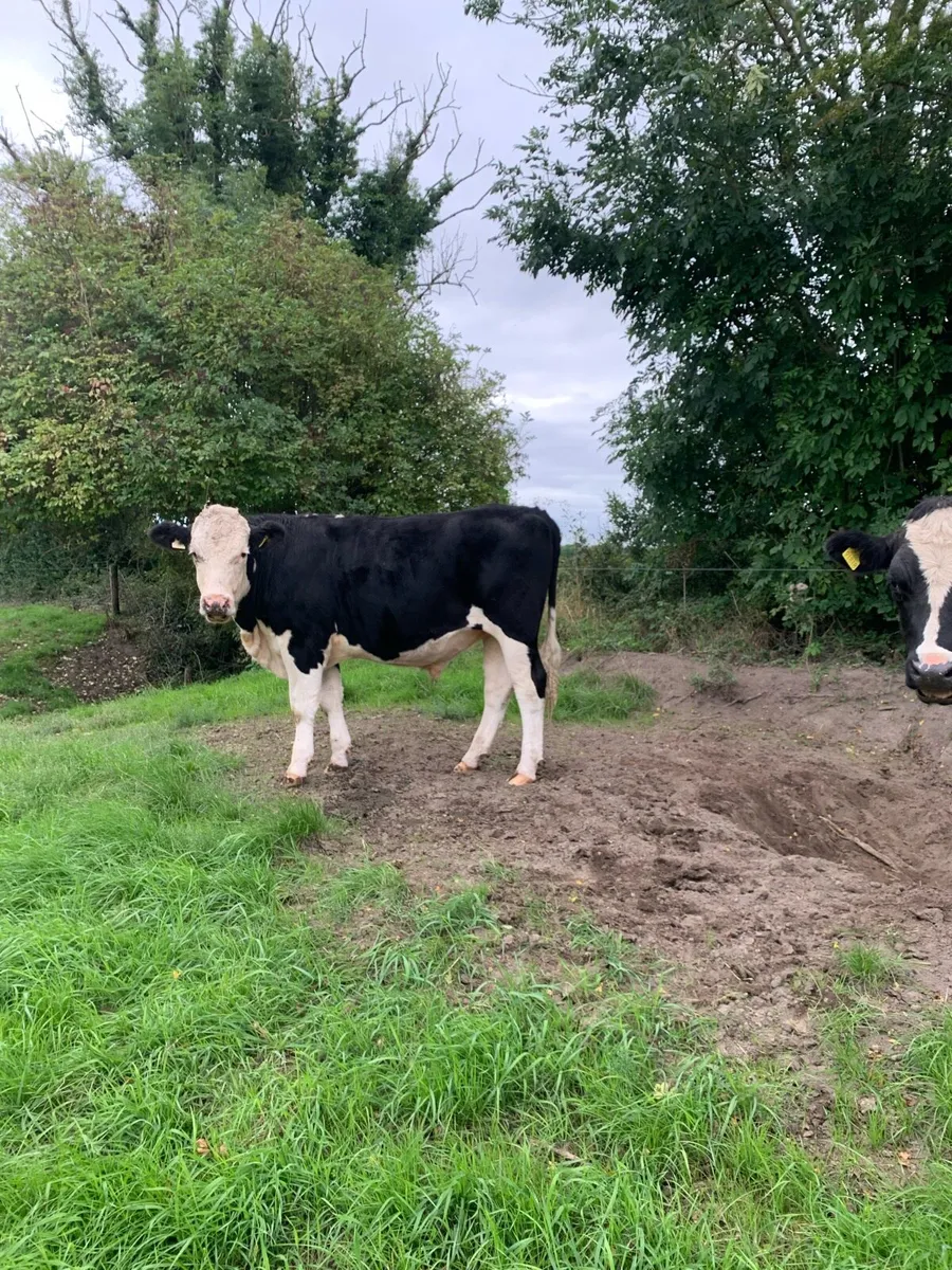 Bullocks - Image 2