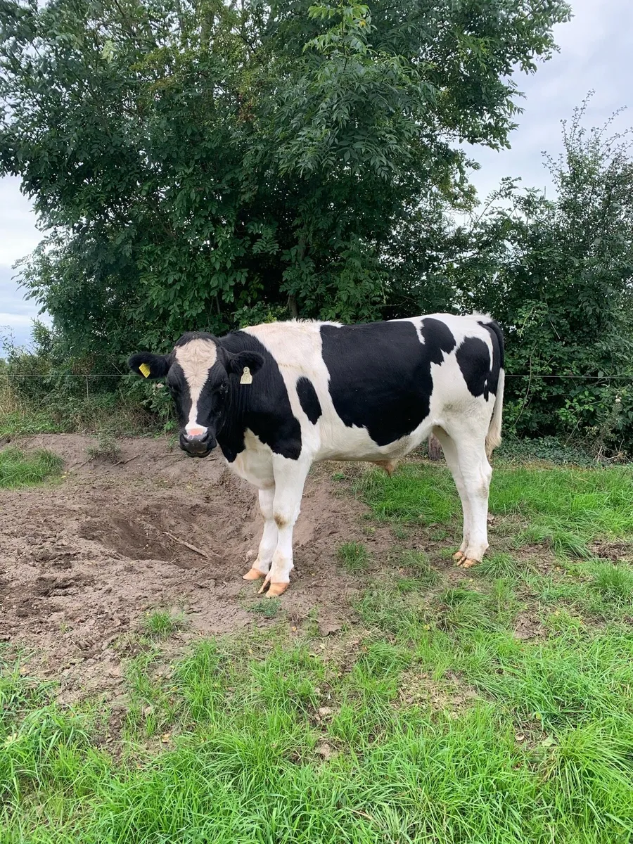 Bullocks - Image 3