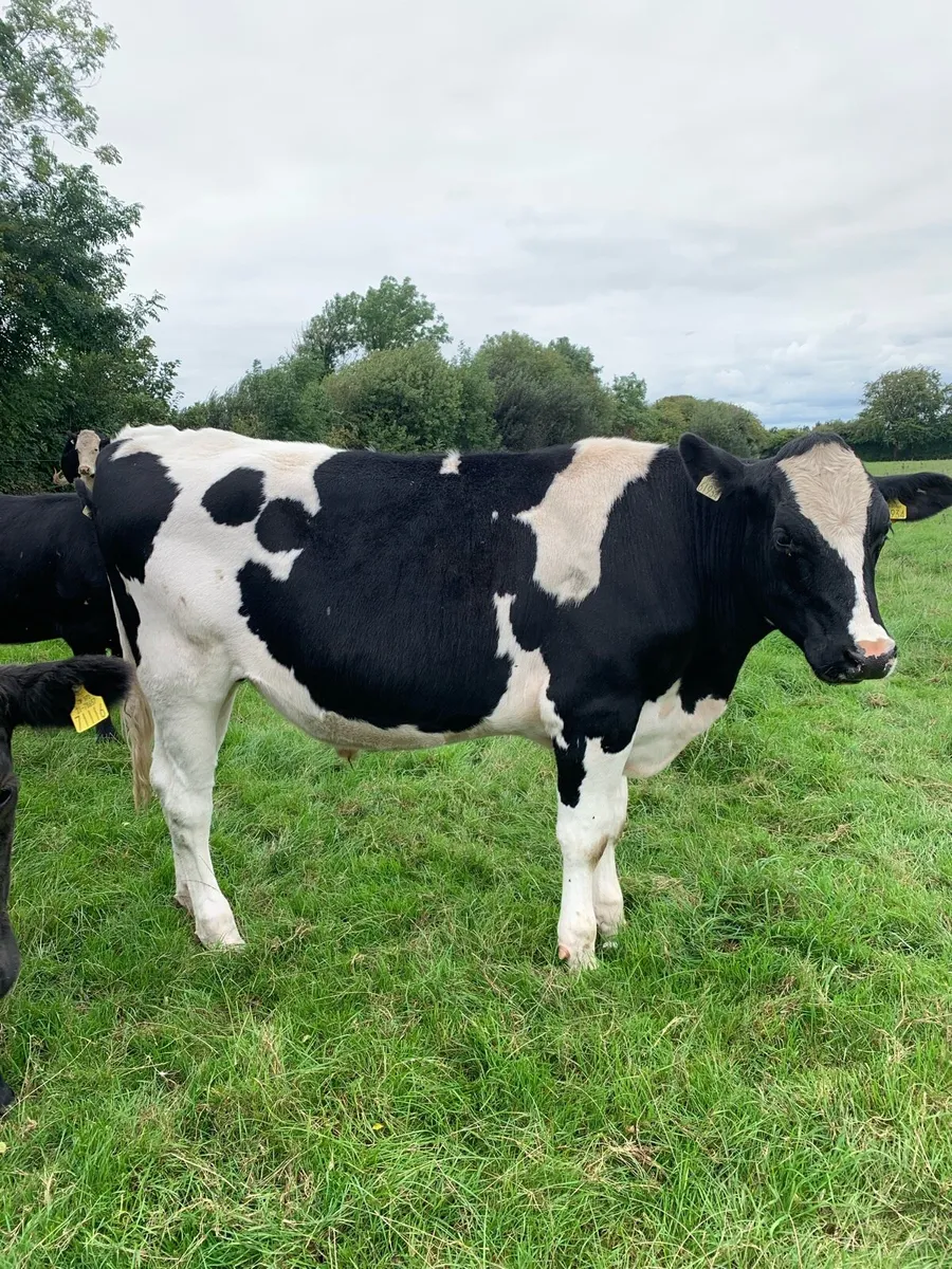 Bullocks - Image 4