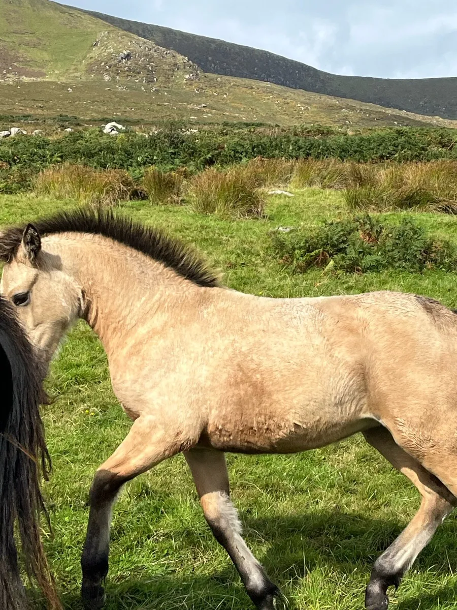 Connemara filly - Image 1