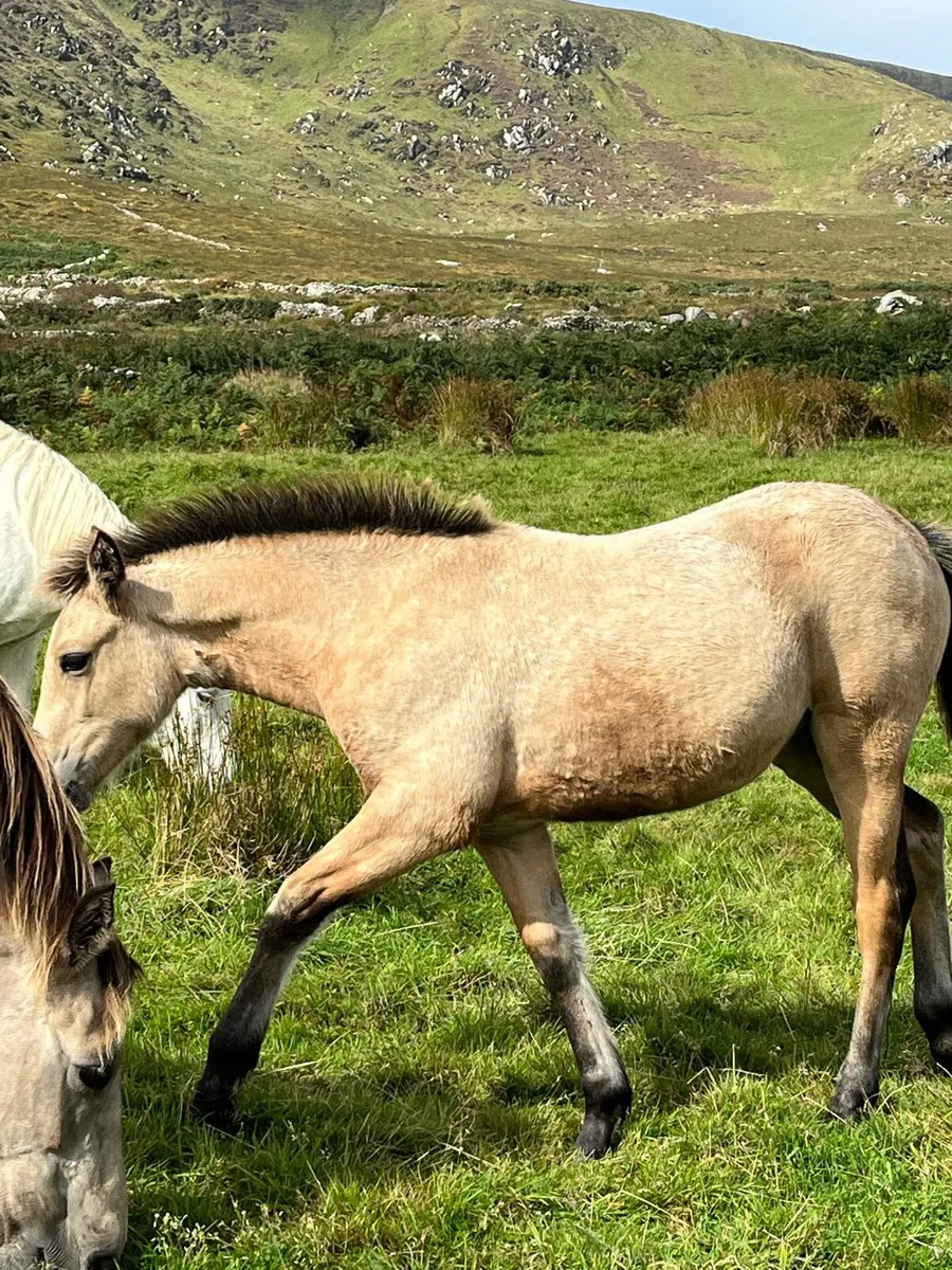 Connemara filly - Image 3