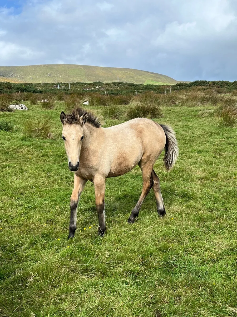 Connemara filly - Image 4