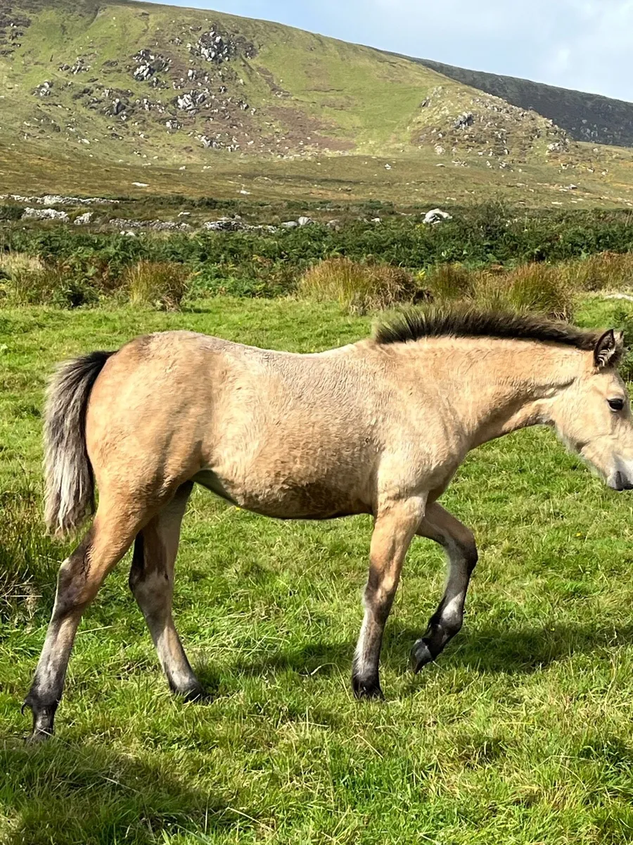 Connemara filly - Image 2
