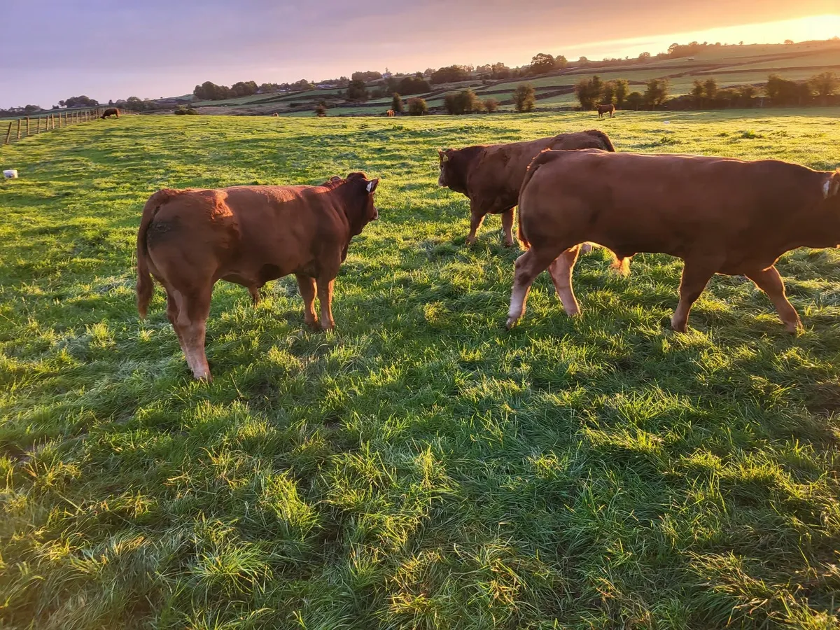 LM and BB Weanling Show and Sale - Image 2