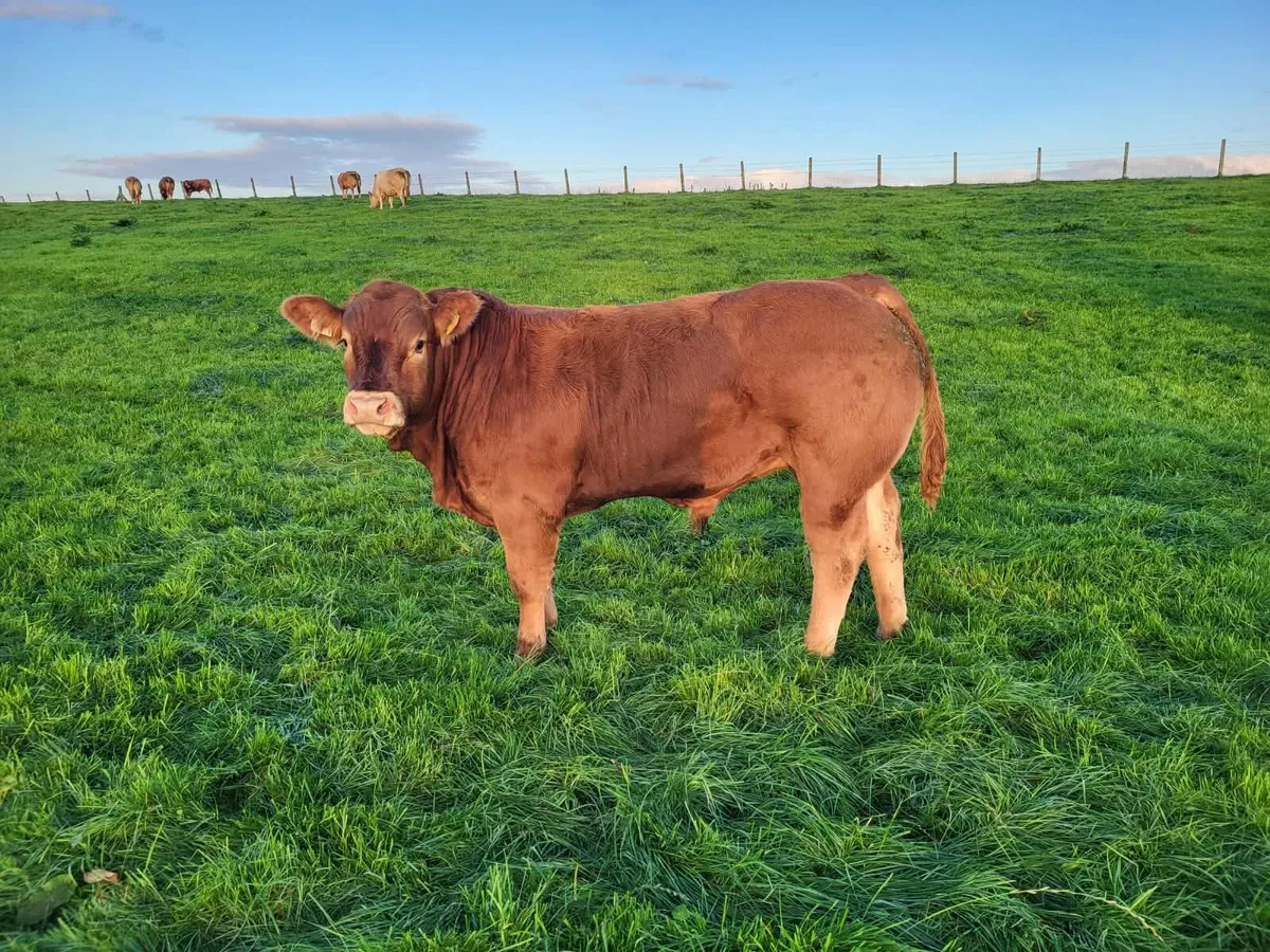 LM and BB Weanling Show and Sale - Image 1