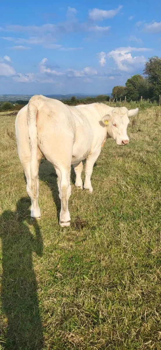Pedigree Charolais Heifer - Image 3