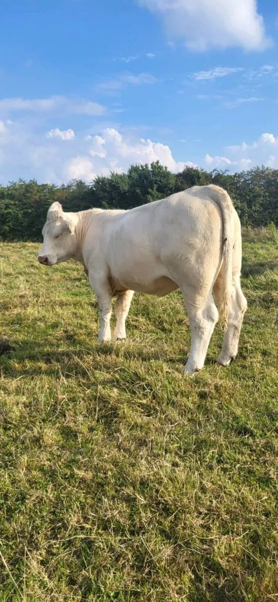 Pedigree Charolais Heifer - Image 4