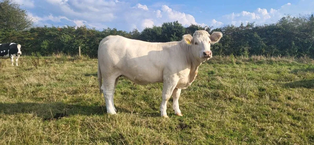 Pedigree Charolais Heifer - Image 1