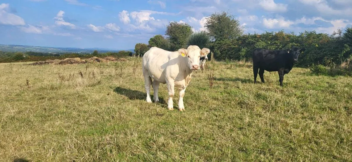Pedigree Charolais Heifer - Image 2