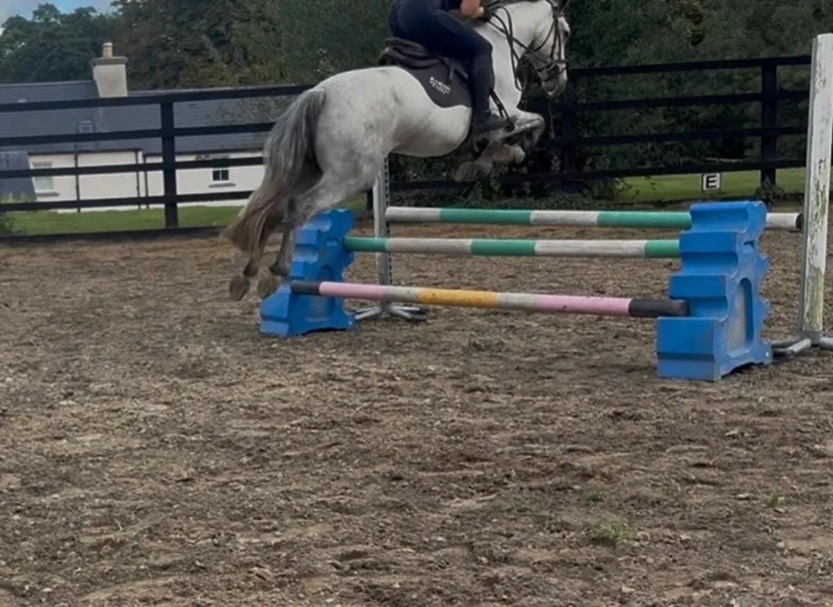 15hh Connemara Gelding - Image 1