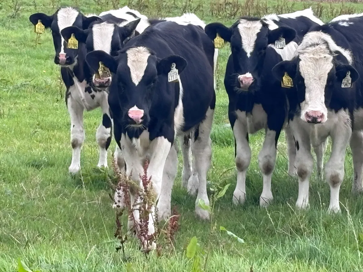 9 Freisan bull Weanlings for sale @€530 - Image 3