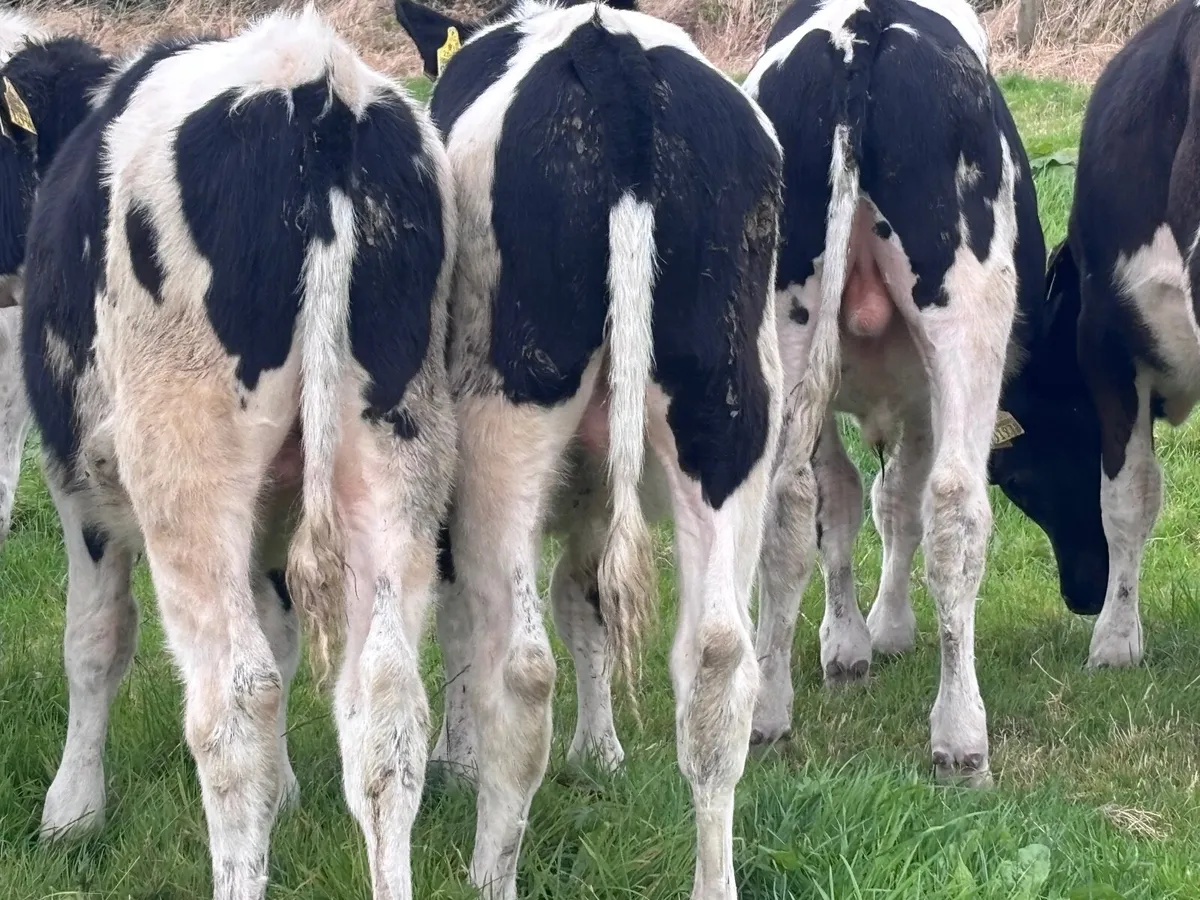 9 Freisan bull Weanlings for sale @€530 - Image 4