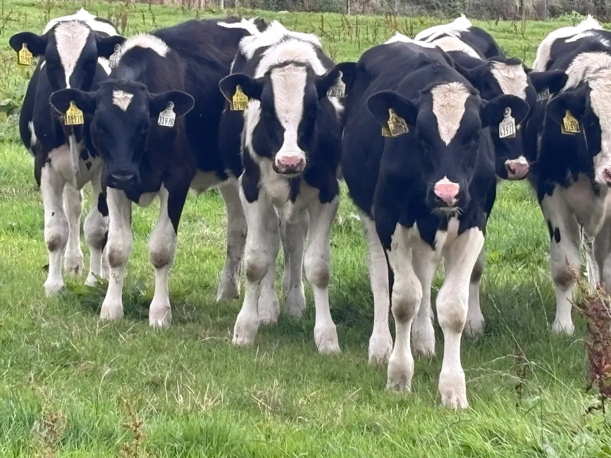 9 Freisan bull Weanlings for sale @€530 - Image 2