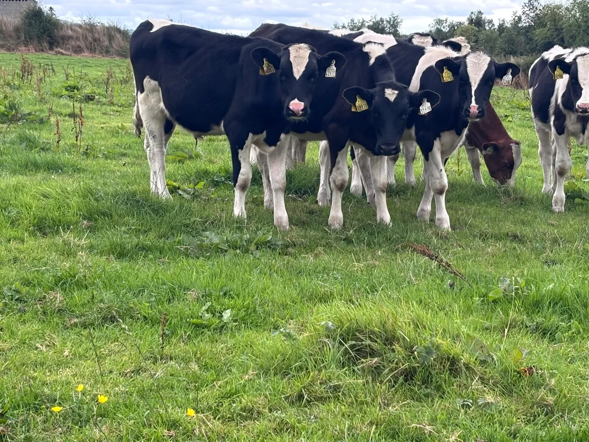 9 Freisan bull Weanlings for sale @€530 - Image 1