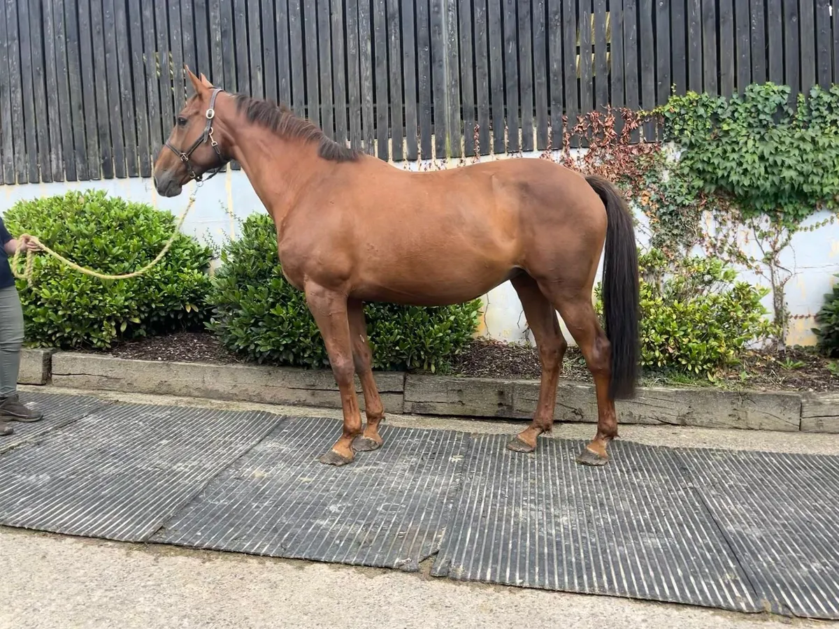 Mare in foal to Kingman - Image 2