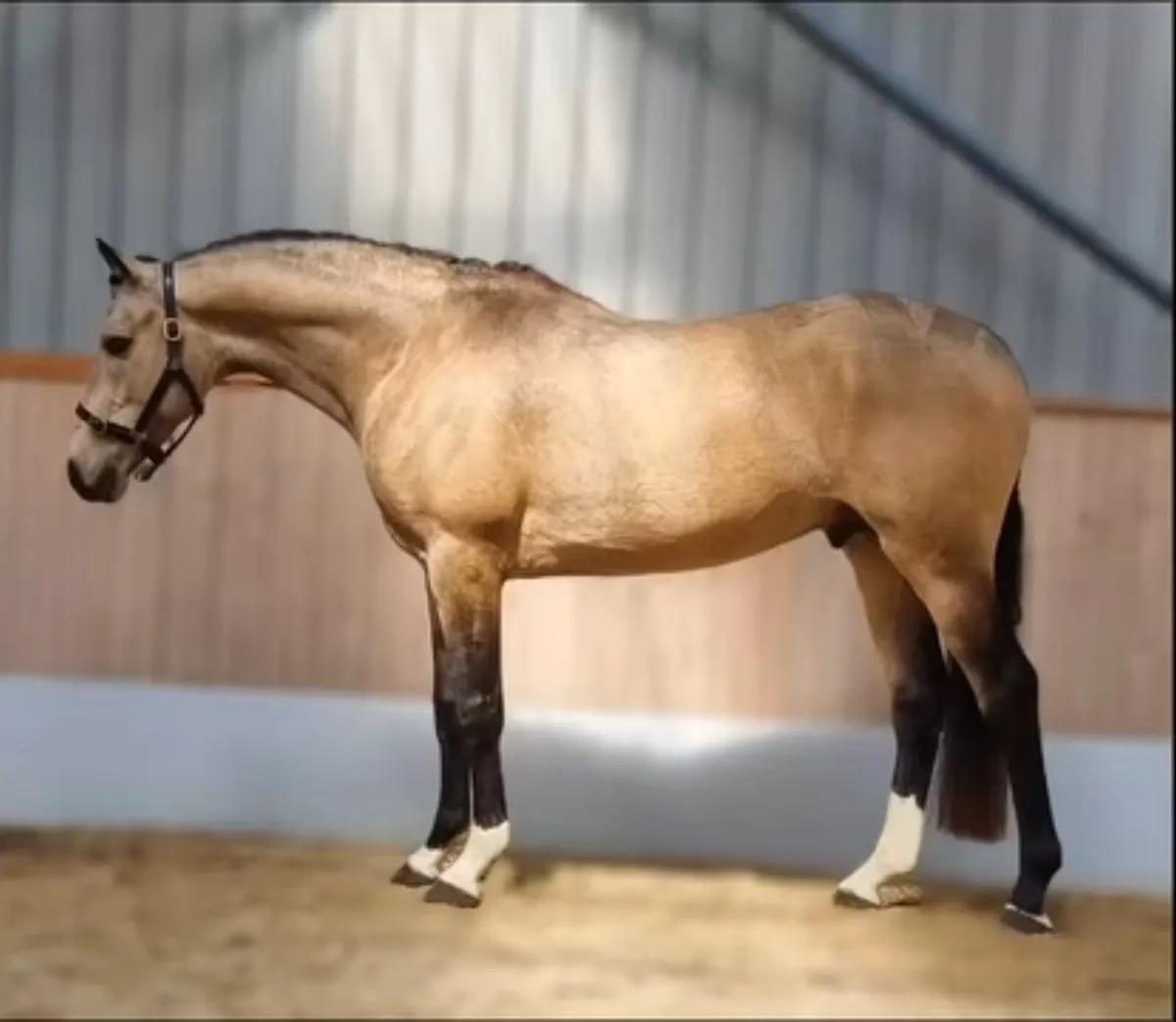 Mare in foal to Kingman - Image 3