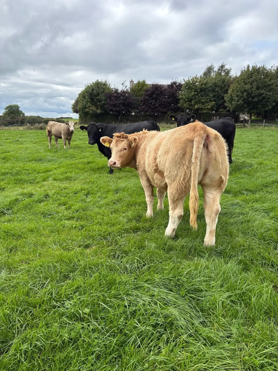 For Sale Tullamore Sep 10 - Image 3