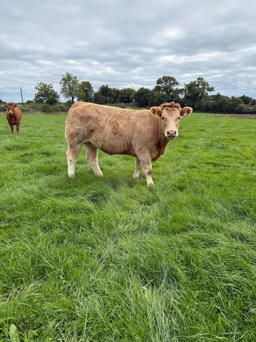 For Sale Tullamore Sep 10 - Image 1