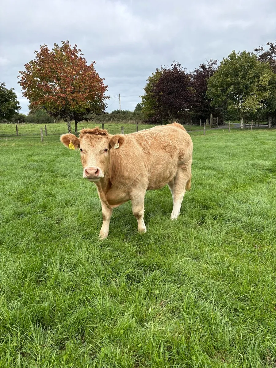For Sale Tullamore Sep 10 - Image 2