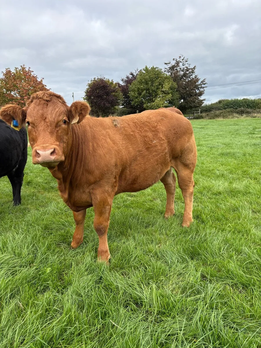 For Sale Tullamore Sep 10 - Image 4