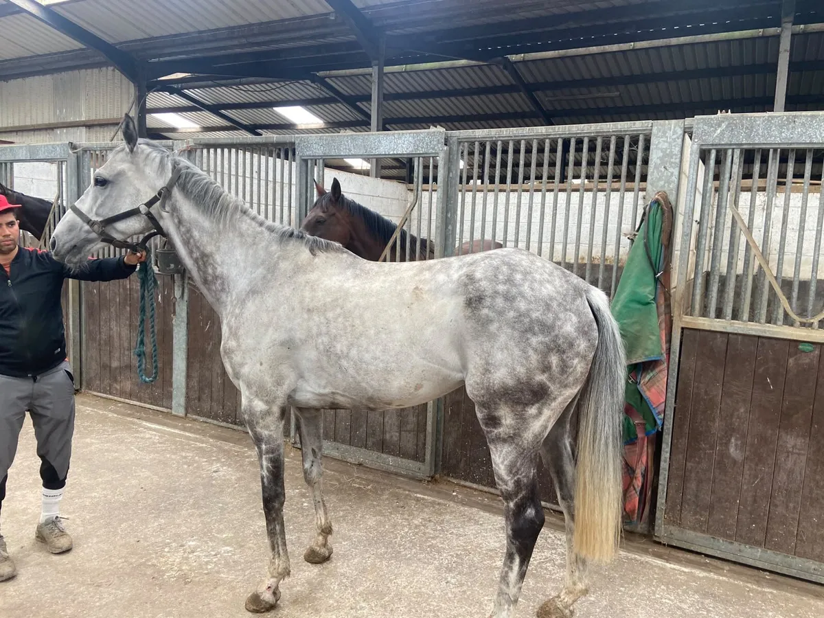 Horse for sale - Image 2