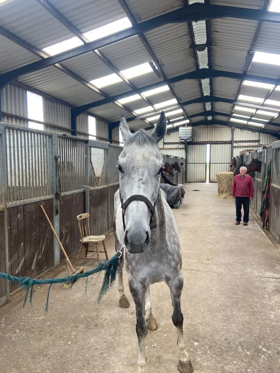 Horse for sale - Image 3