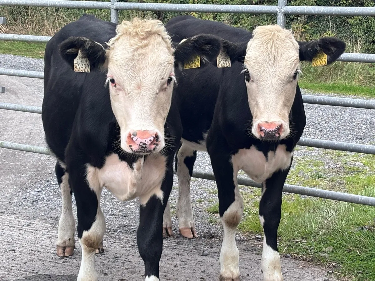 3 Hereford & Angus weanling heifers for sale - Image 2