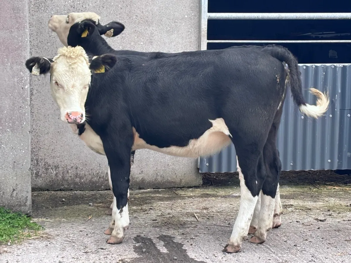 3 Hereford & Angus weanling heifers for sale - Image 3