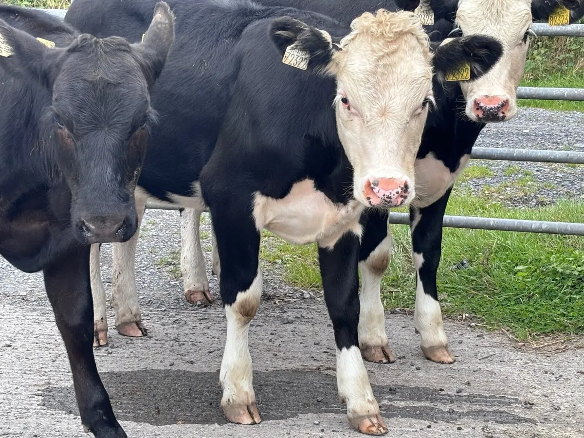 3 Hereford & Angus weanling heifers for sale - Image 4