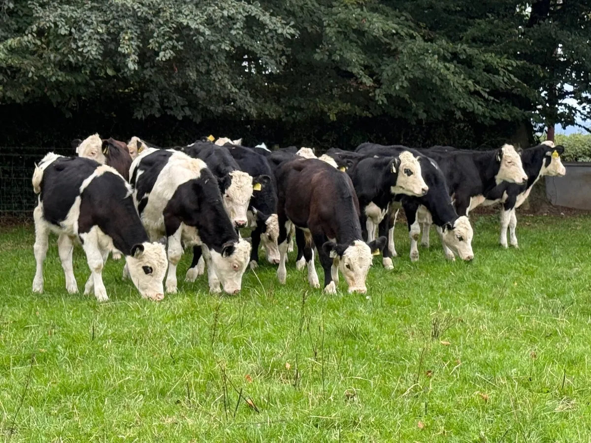 16 Hereford Bull Weanlings - Image 1