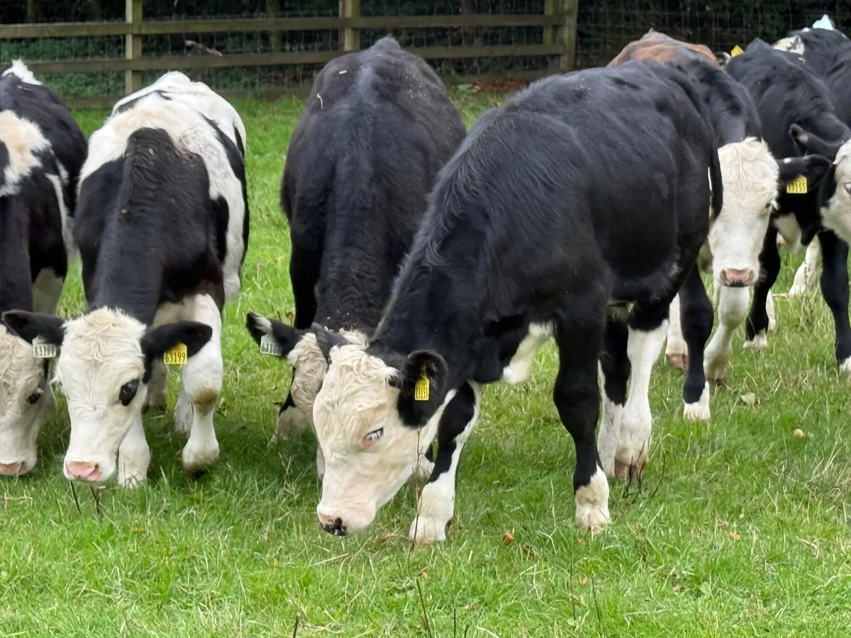 16 Hereford Bull Weanlings - Image 2