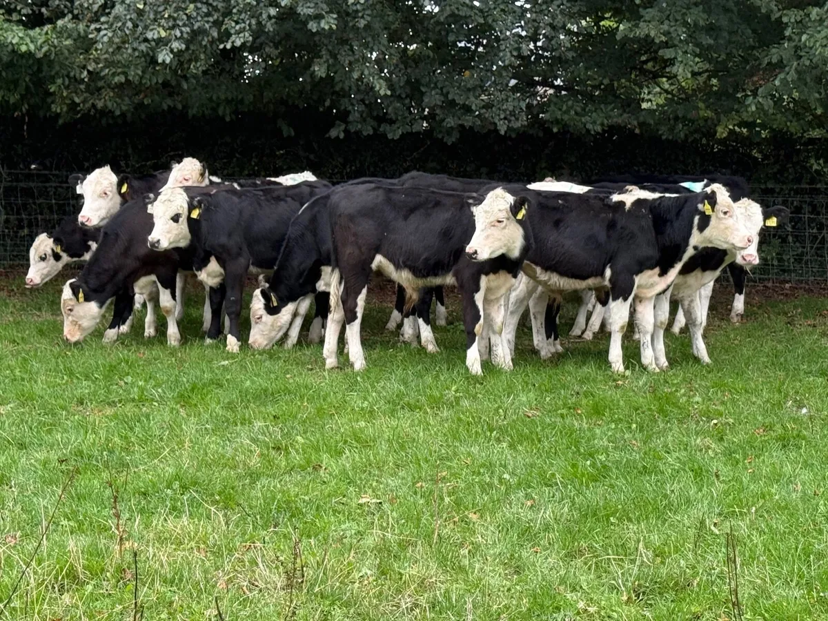 16 Hereford Bull Weanlings - Image 3