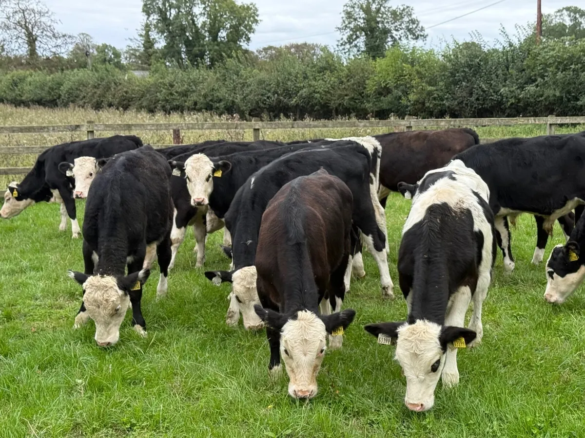 16 Hereford Bull Weanlings - Image 4