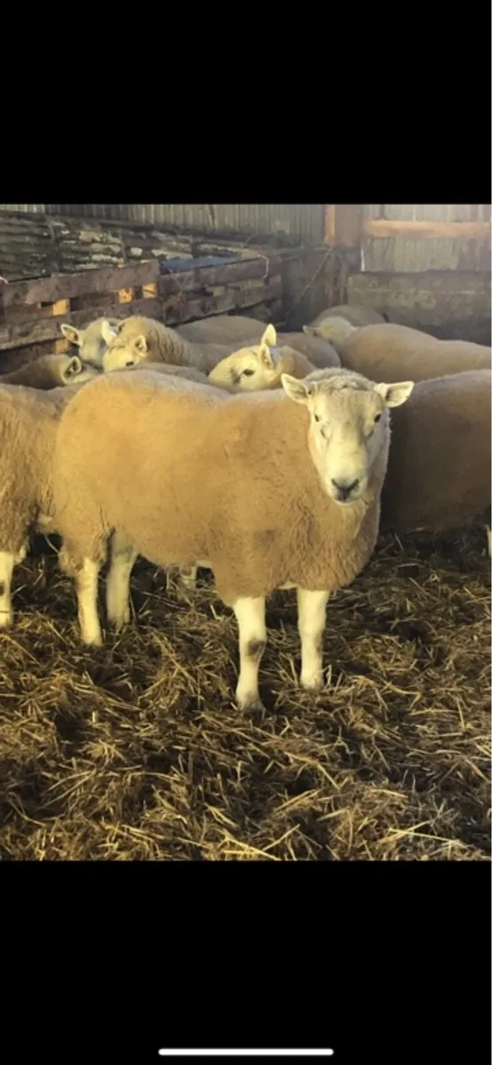 Top quality Wicklow Cheviot Hogget Rams