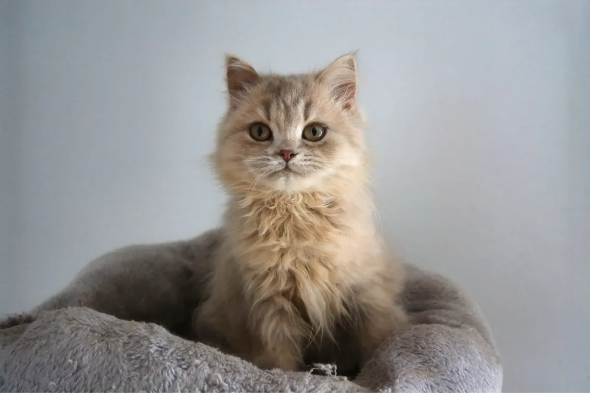 GCCFI Lilic Longhair male