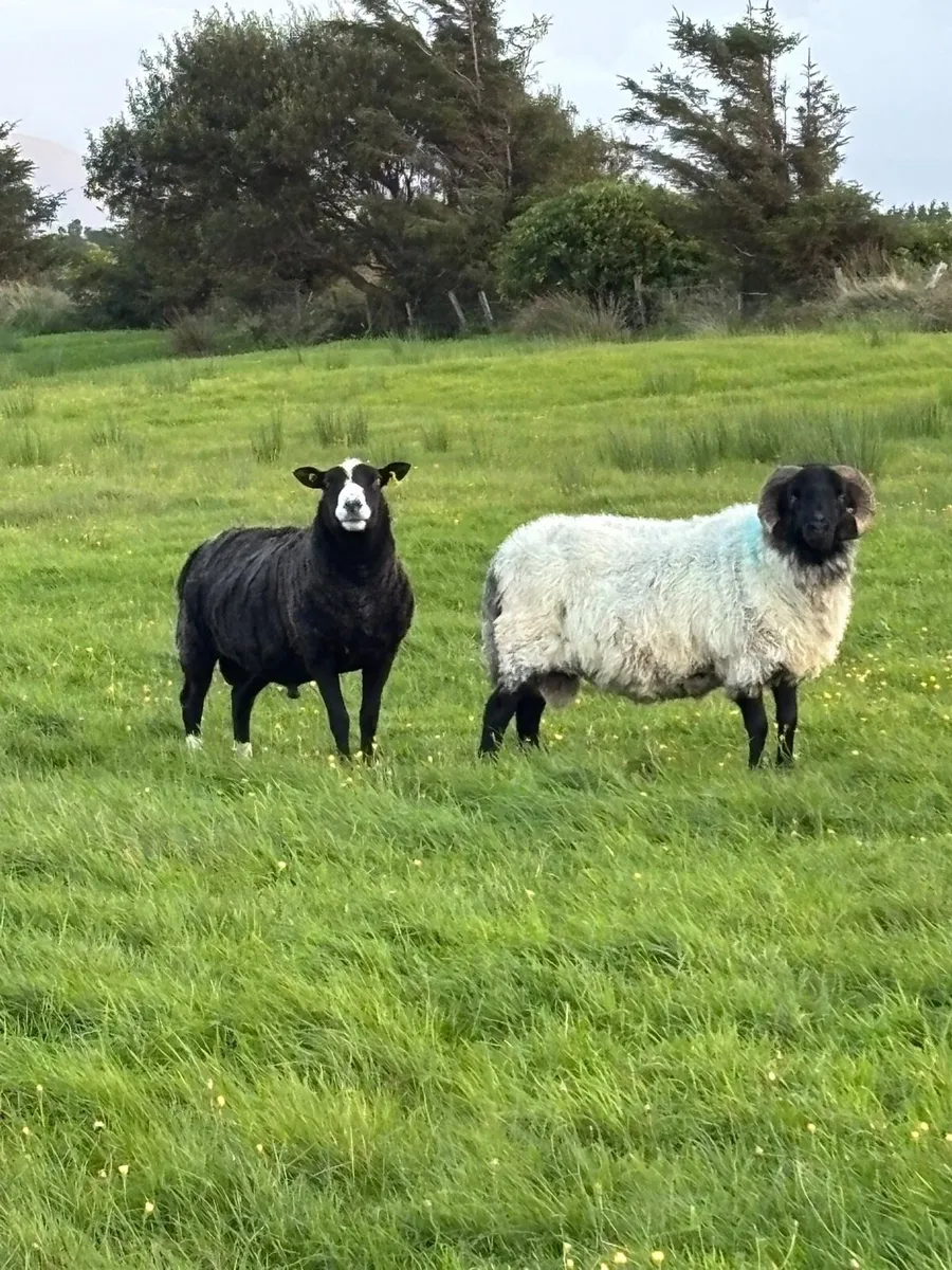 Horny & Zwarble Rams - Image 1