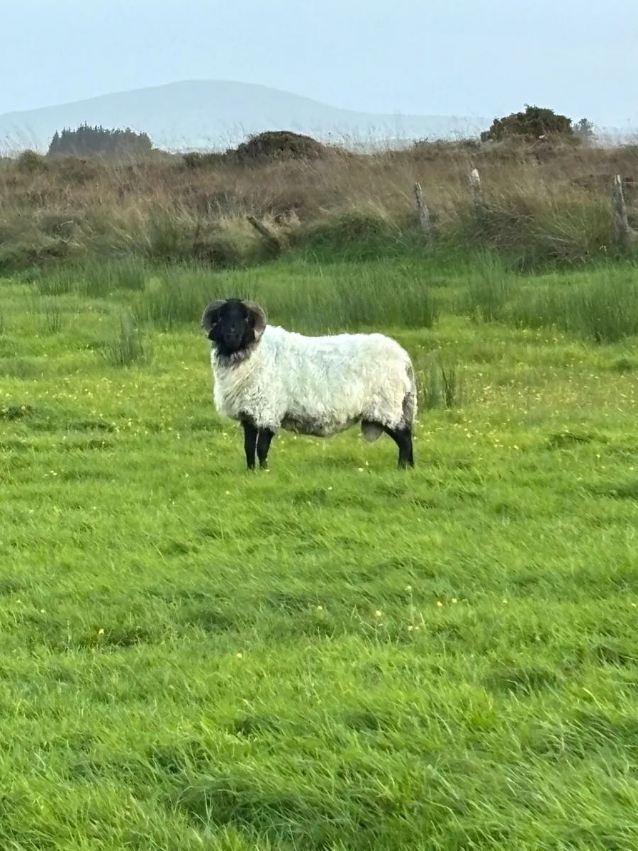 Horny & Zwarble Rams - Image 2