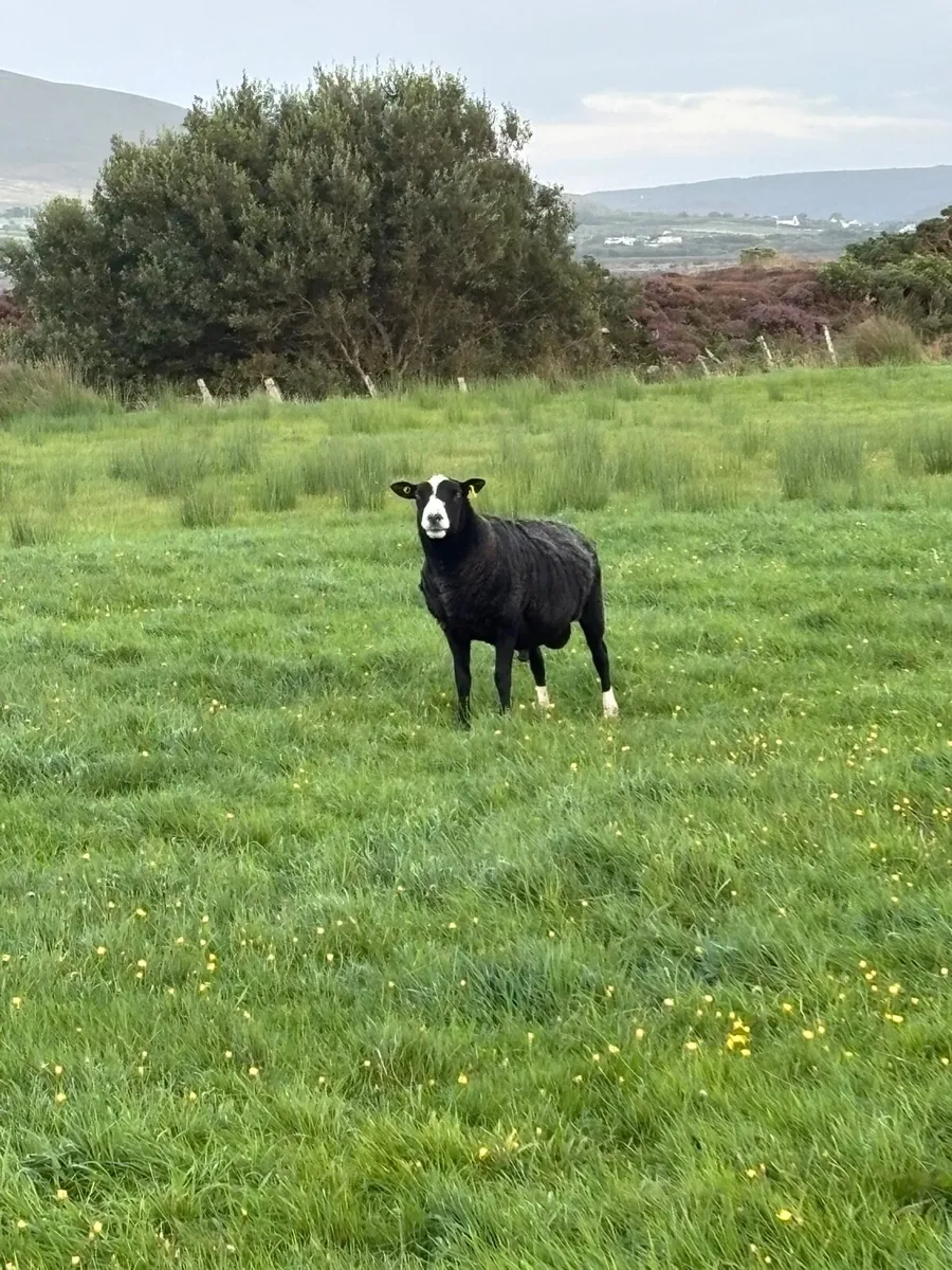 Horny & Zwarble Rams - Image 3