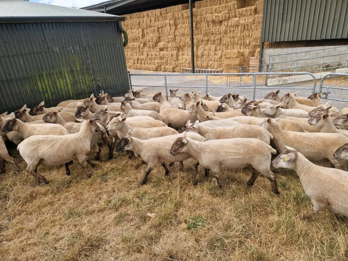 80 Hoggets - Image 1