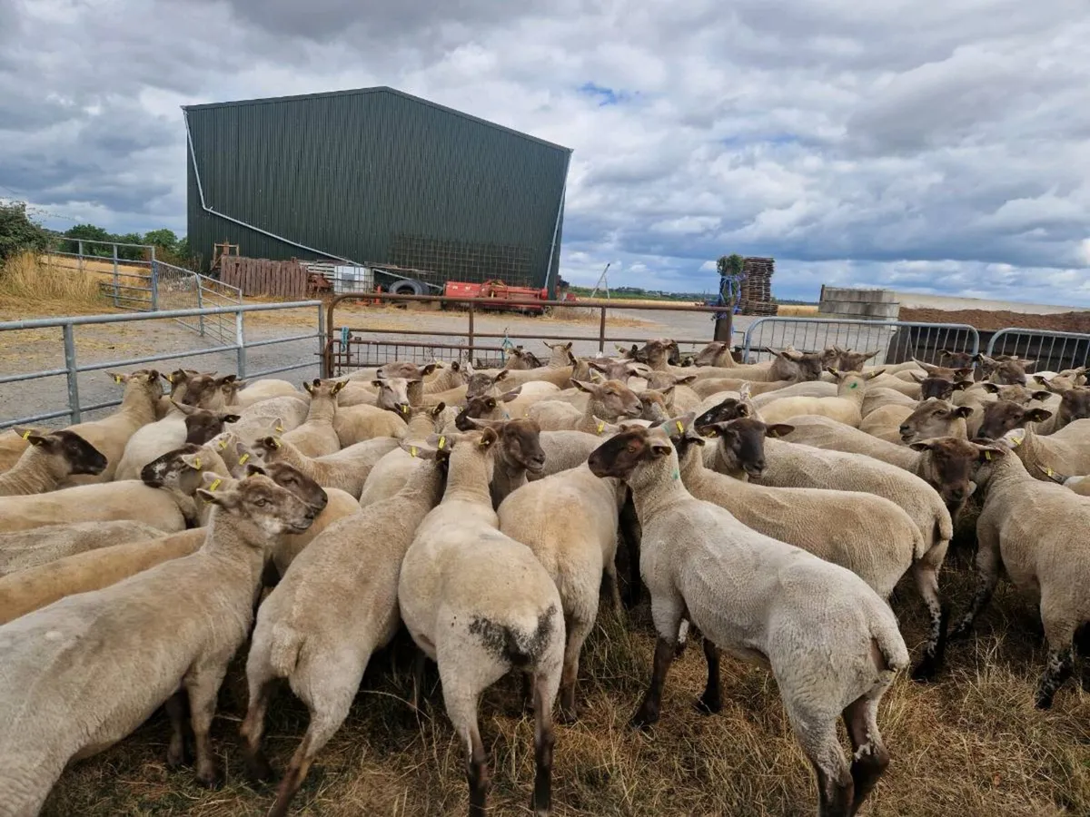 80 Hoggets - Image 2