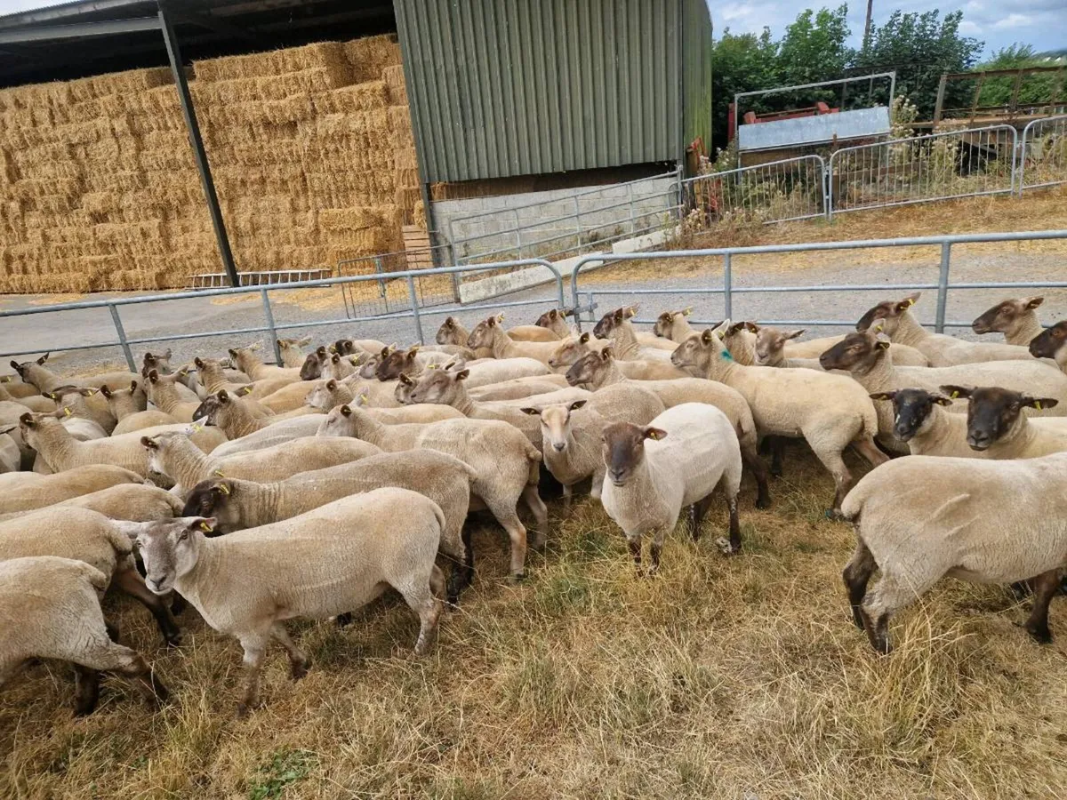 80 Hoggets - Image 3