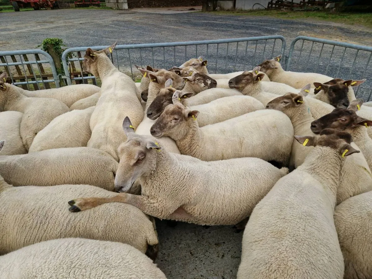 80 Hoggets - Image 4