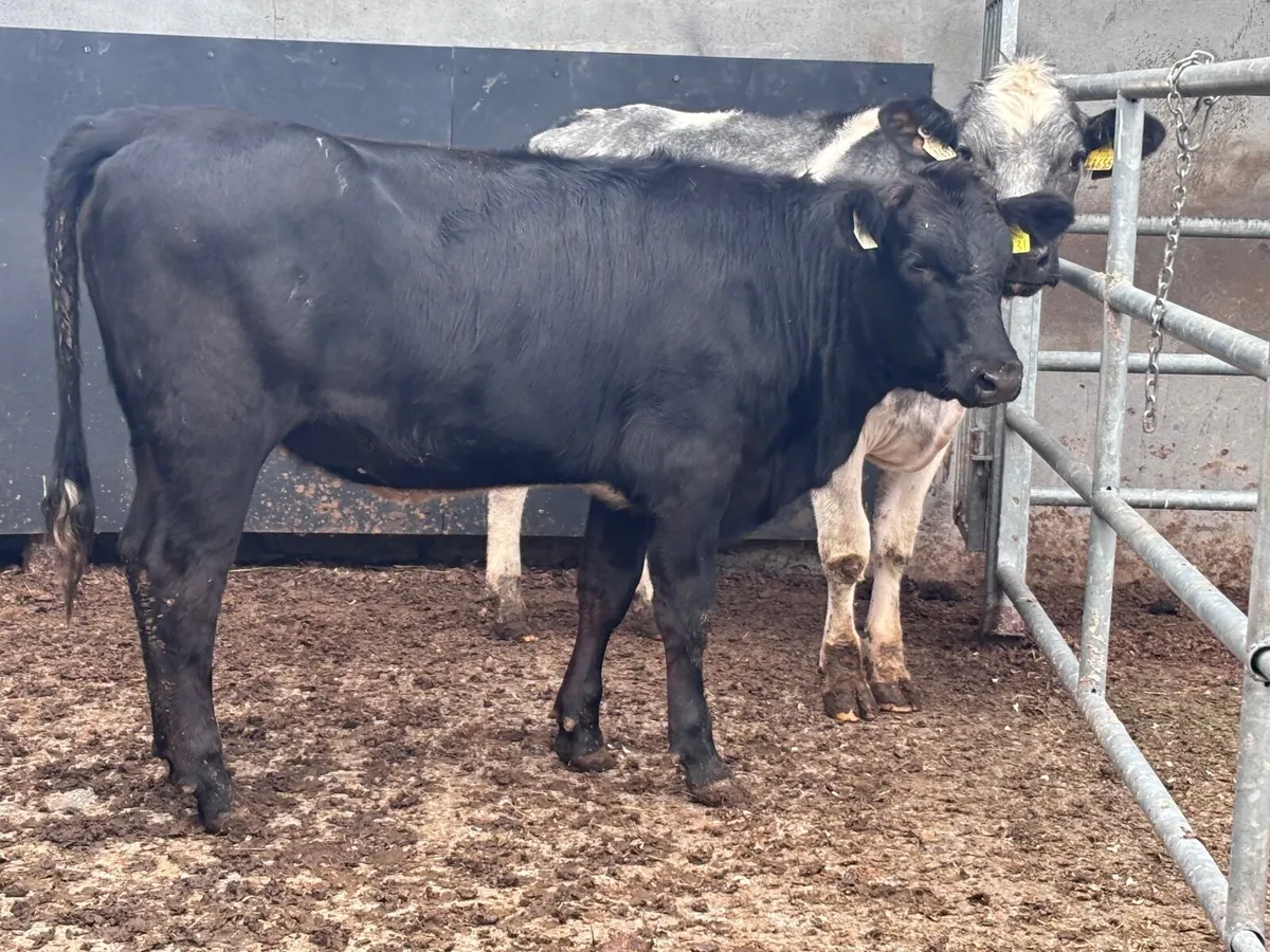 2 heifers for sale - Image 4