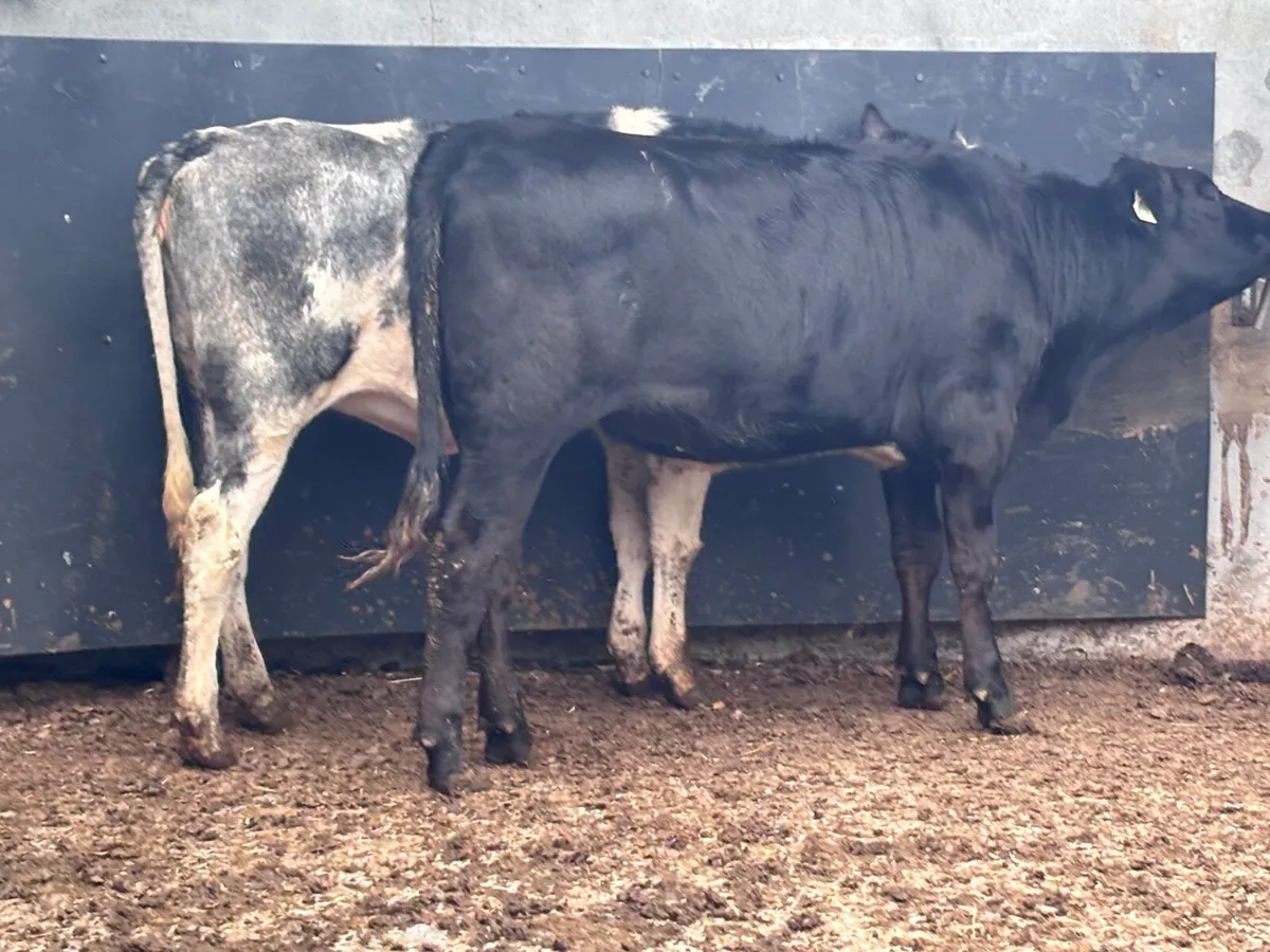 2 heifers for sale - Image 2