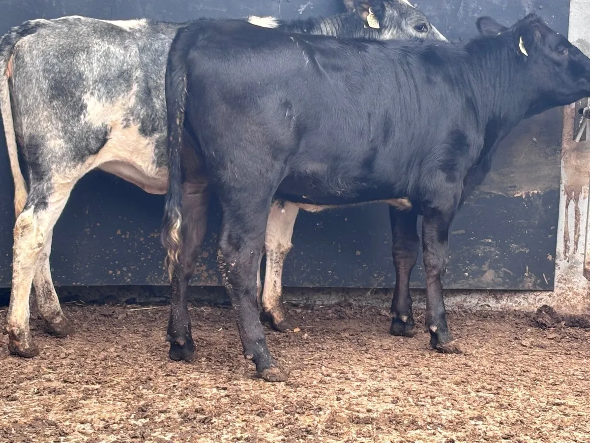 2 heifers for sale - Image 3