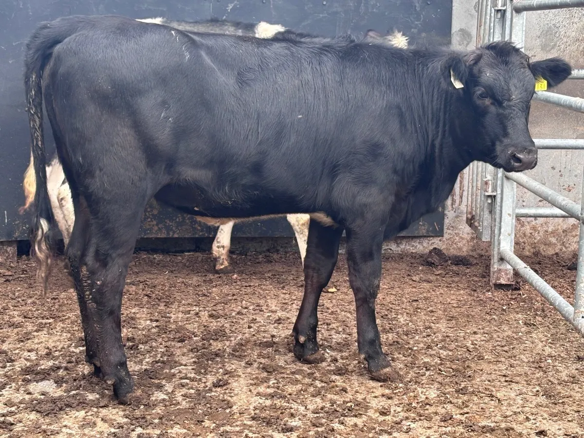 2 heifers for sale - Image 1